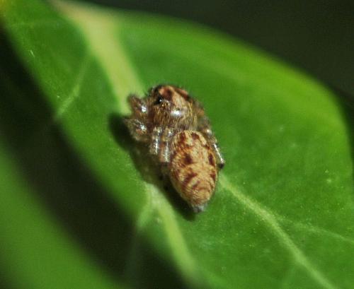 Macaroeris nidicolens